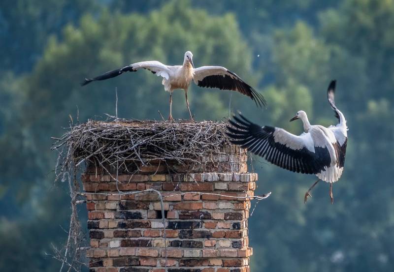 Professional Chimney Animal Removal Services in Benbrook, Texas